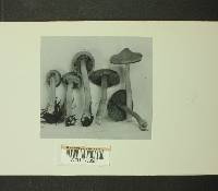 Inocybe cinnamomea image