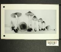 Inocybe posterula image