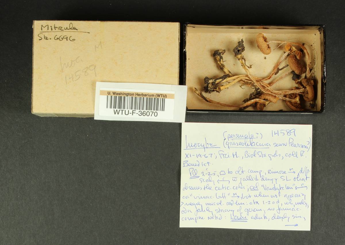 Inocybe personata image