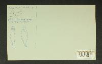 Inocybe lacera image