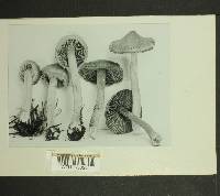 Inocybe cinnamomea image