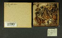 Inocybe melanopoda image