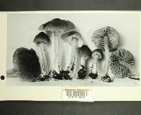 Inocybe subdestricta image