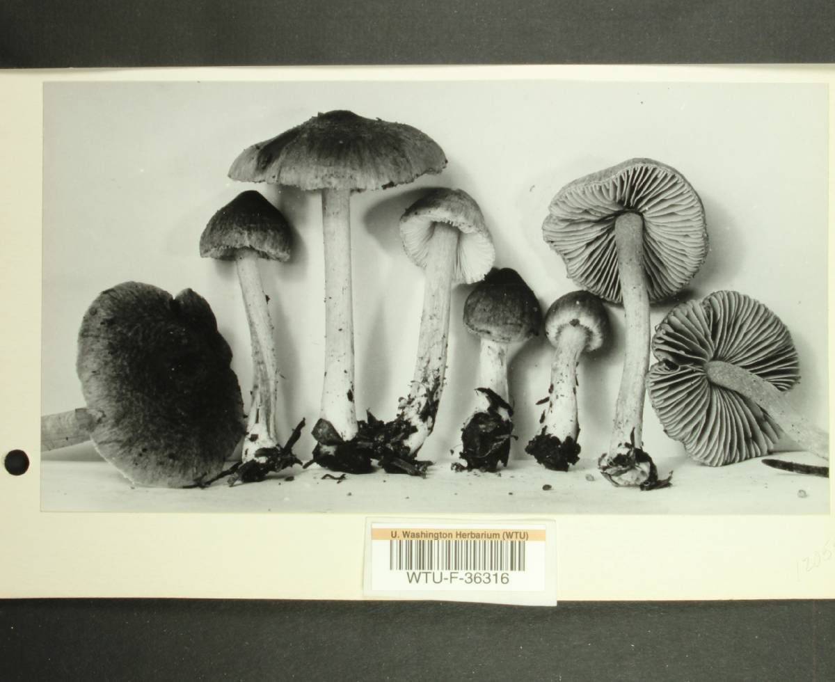 Inocybe subdestricta image