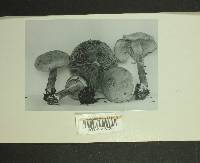 Inocybe melanopoda image