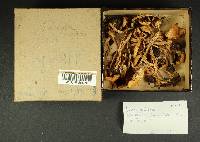 Inocybe whitei image