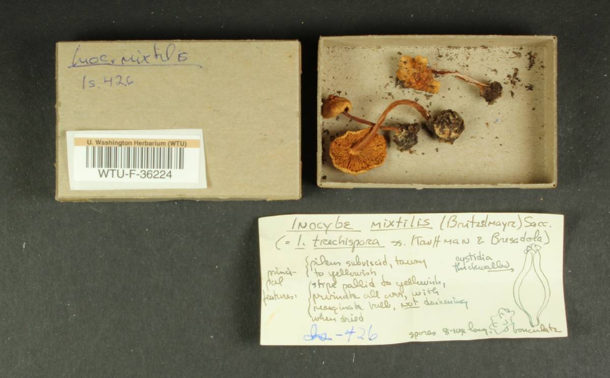 Inocybe mixtilis image
