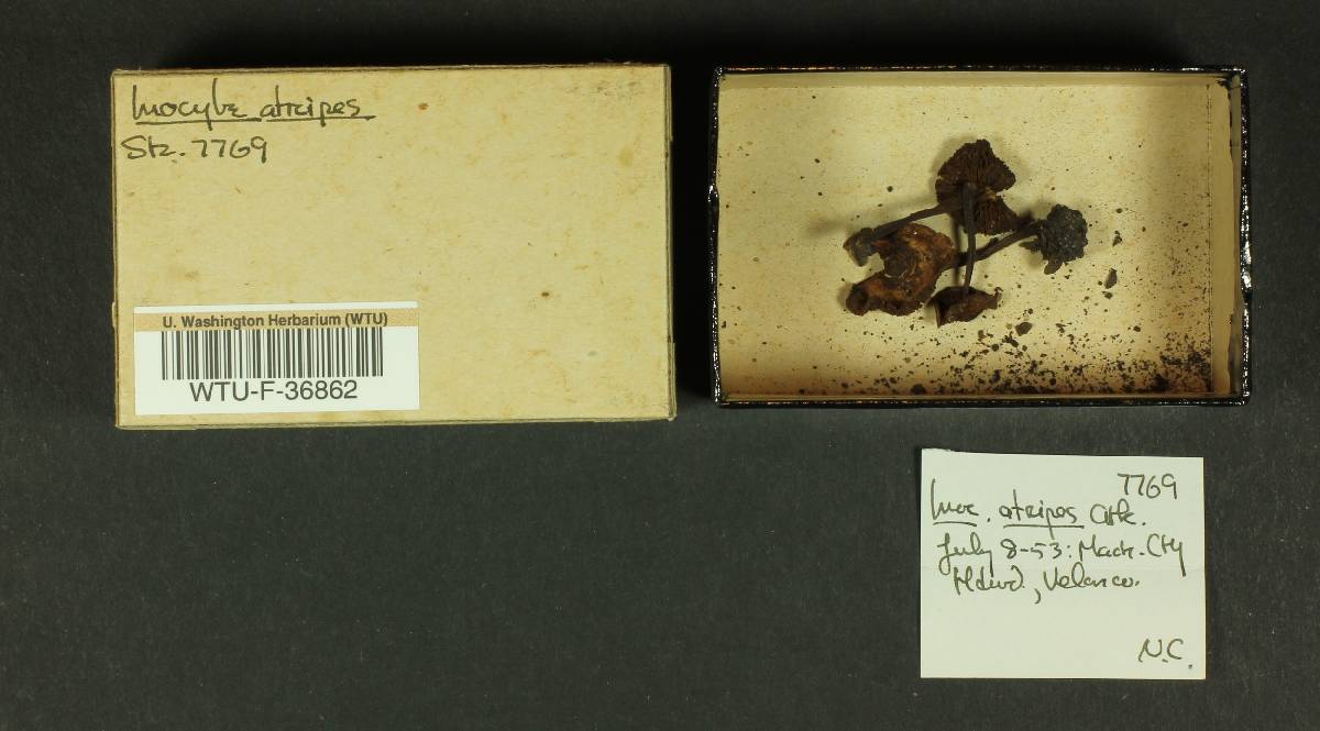 Inocybe atripes image