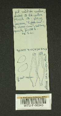 Inocybe subdestricta image