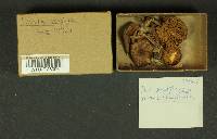 Inocybe napipes image