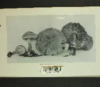 Inocybe melanopoda image