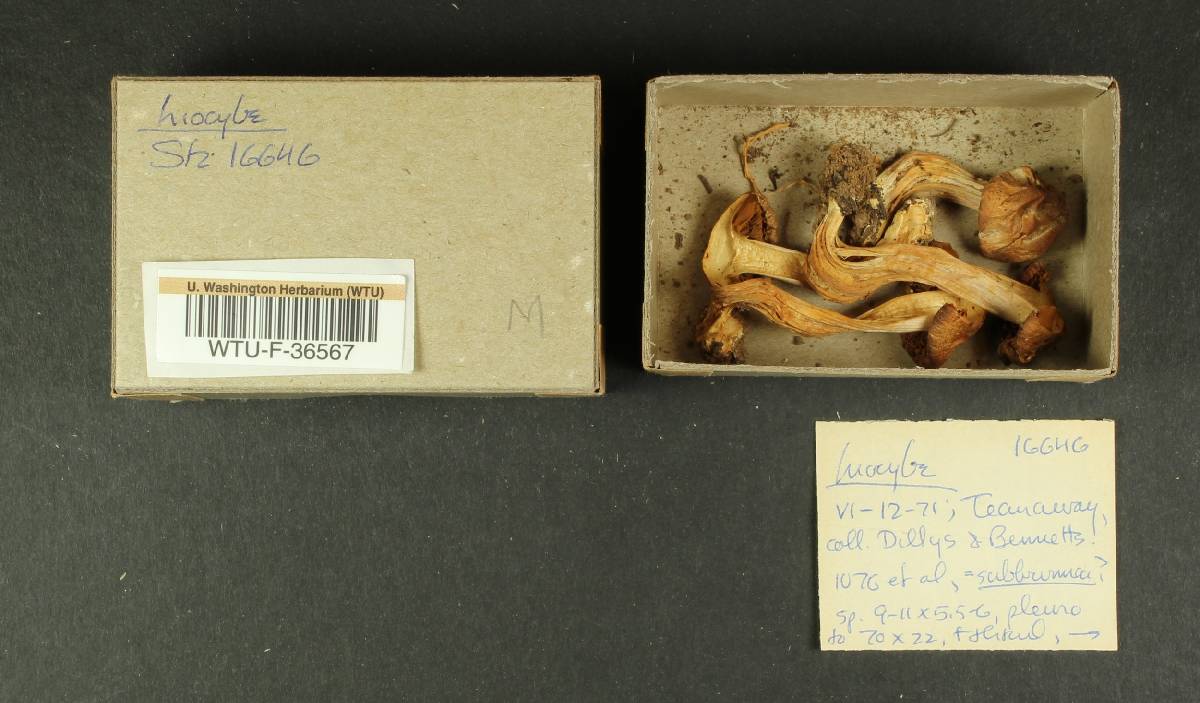 Inocybe subbrunnea image