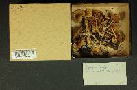 Inocybe whitei image