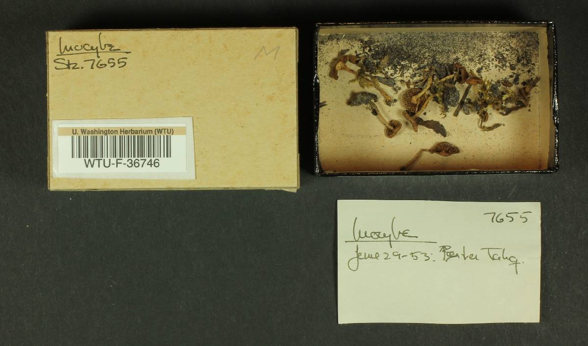 Inocybe posterula image