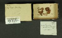 Inocybe lacera image