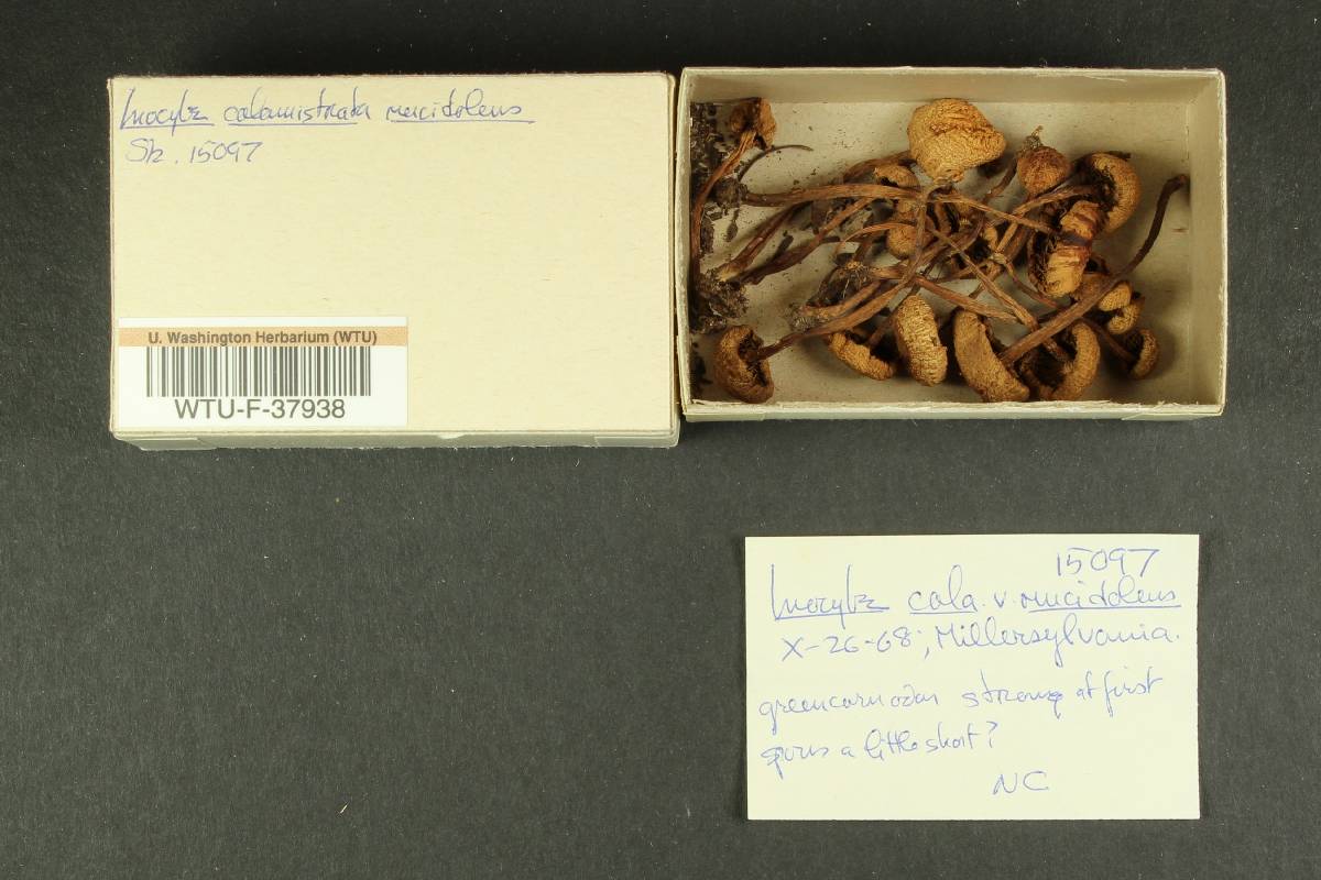Inocybe calamistrata var. mucidiolens image