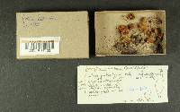 Inocybe lacera image