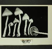 Inocybe geophylla image