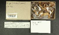 Inocybe grammata image