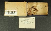Inocybe confusa image