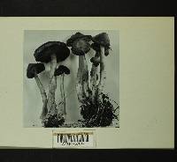 Inocybe pusio image