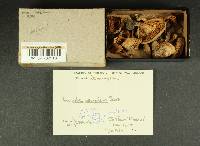 Inocybe decipiens image