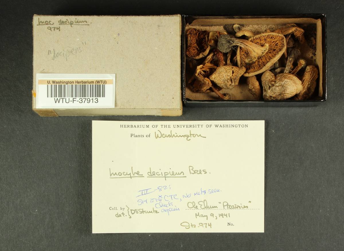 Inocybe decipiens image