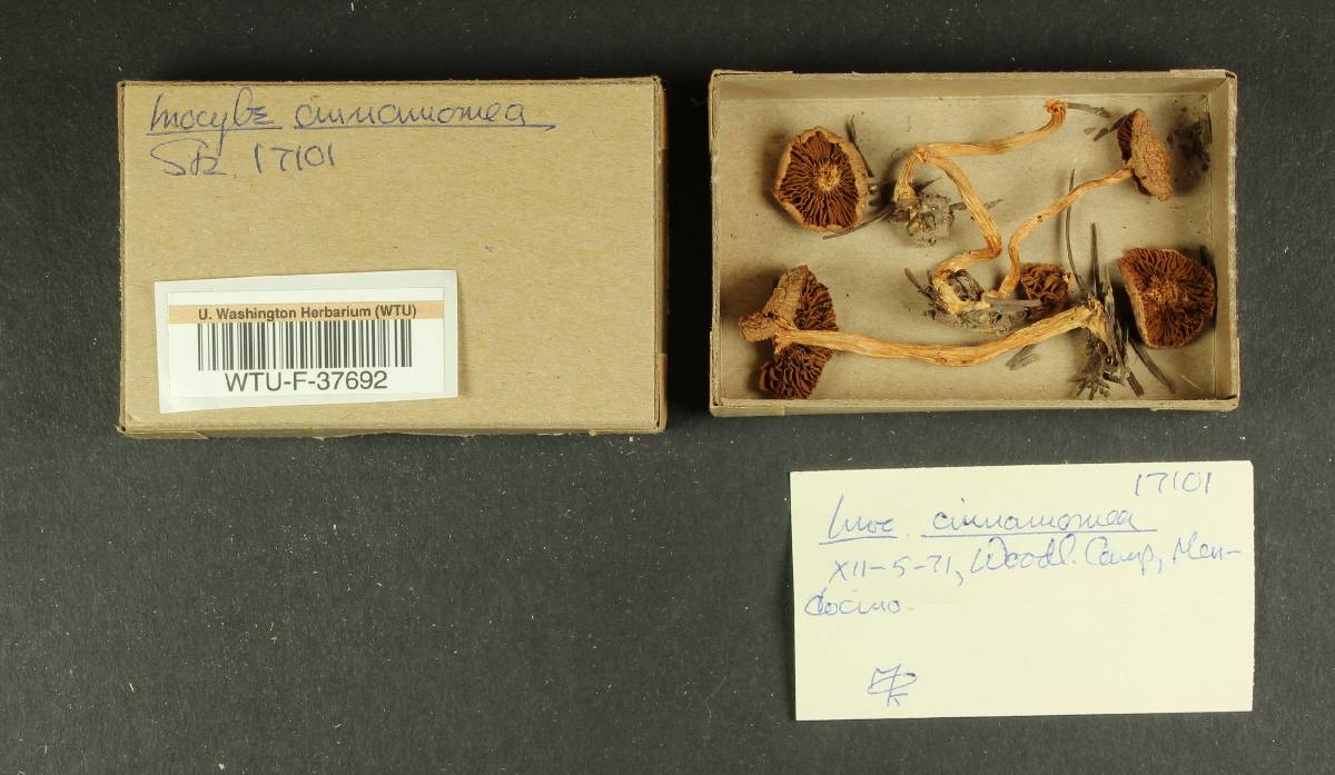 Inocybe cinnamomea image