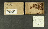 Inocybe lacera image