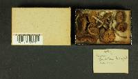Inocybe lacera image