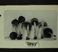 Inocybe squarrosa image