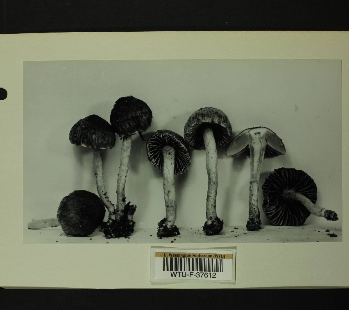 Inocybe squarrosa image