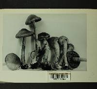 Inocybe cinnamomea image