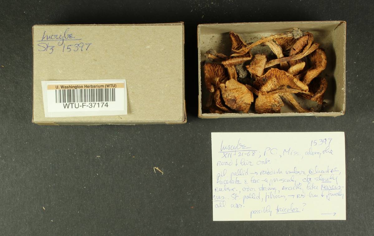 Inocybe tricolor image
