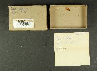 Inocybe sindonia image