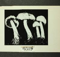 Inocybe whitei image