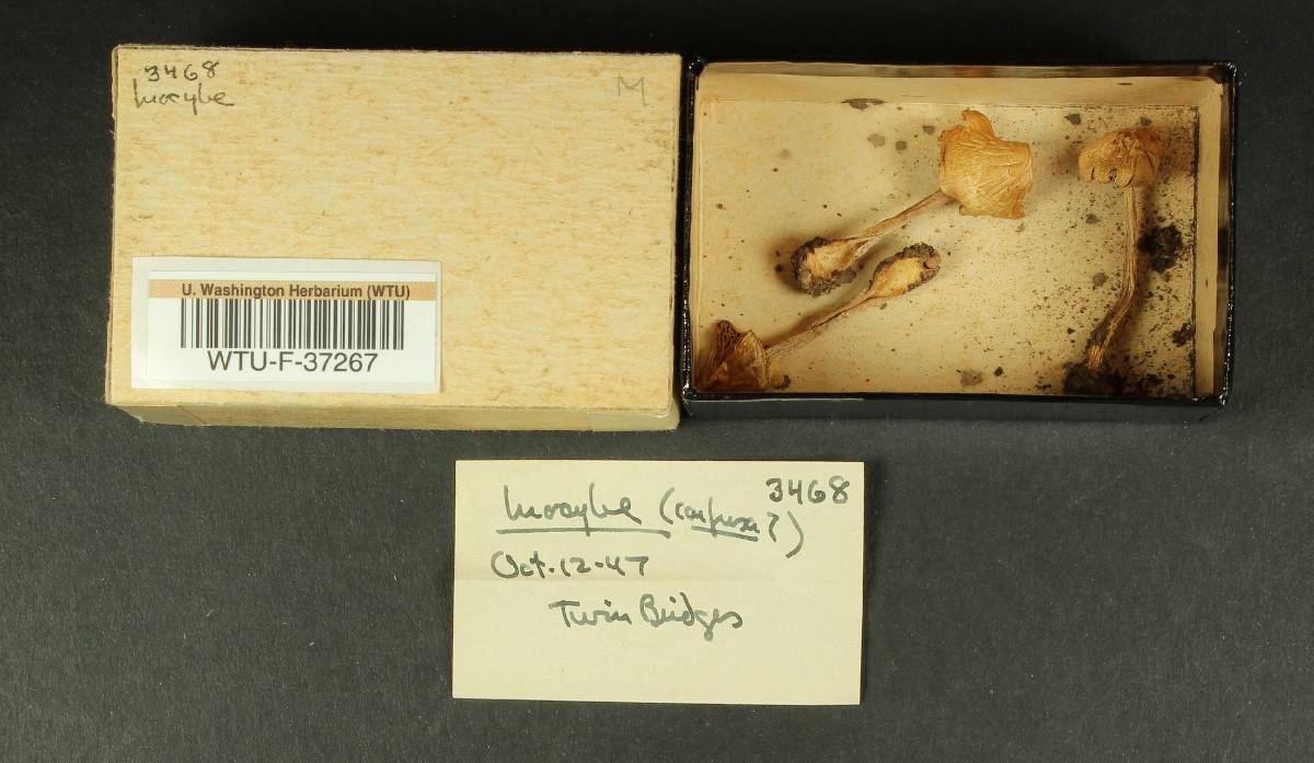 Inocybe confusa image