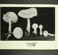 Inocybe kauffmanii image