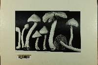 Inocybe geophylla var. lilacina image