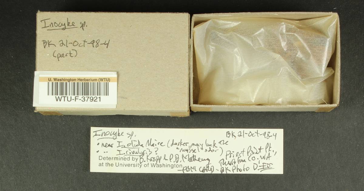 Inocybe rivularis image