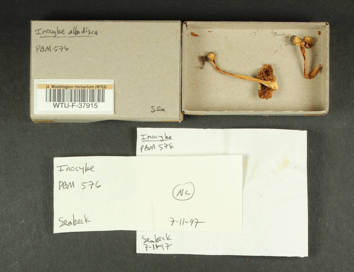 Inocybe albodisca image
