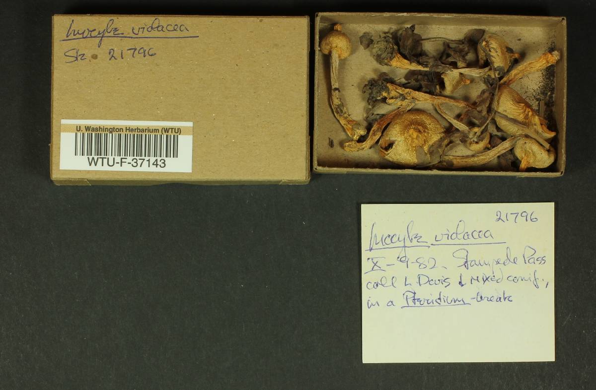 Inocybe violacea image