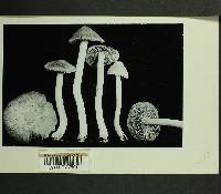 Inocybe picrosma image