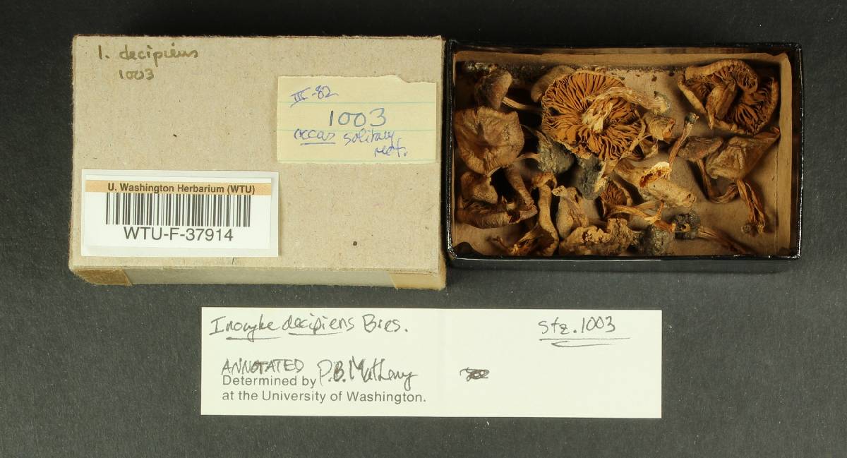 Inocybe decipiens image