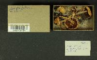 Inocybe whitei image