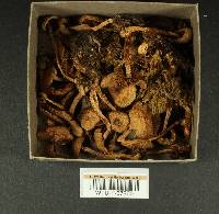 Inocybe cincinnata var. cincinnata image