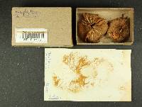 Inocybe lacera image