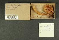 Inocybe hirsuta var. maxima image