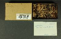 Inocybe obscura image