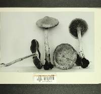 Inocybe kauffmanii image